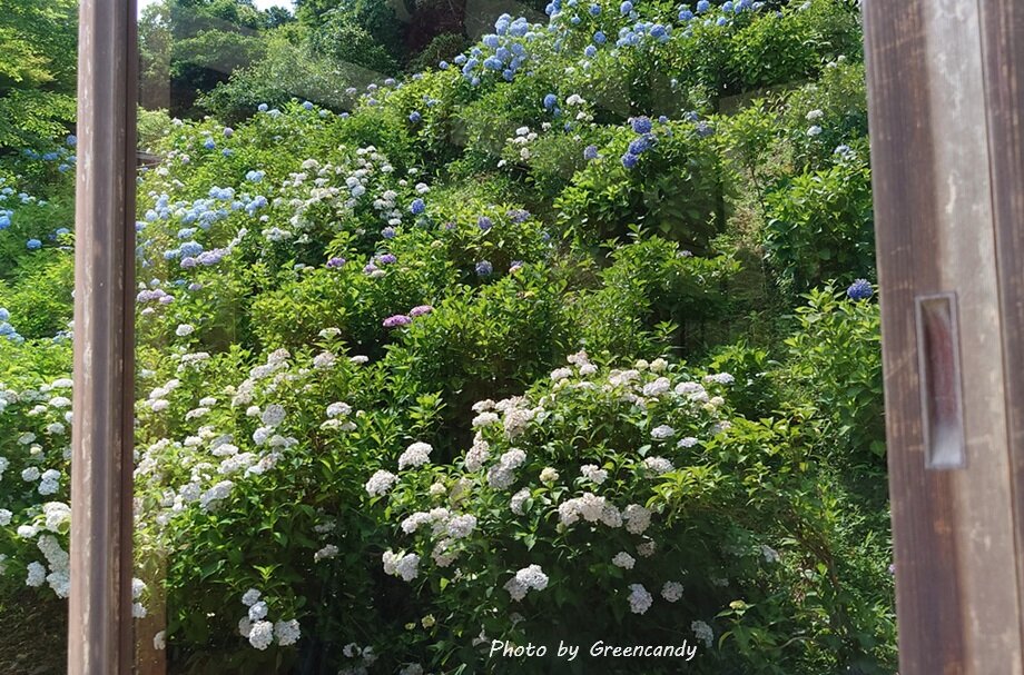 丹州華観音寺の紫陽花-20