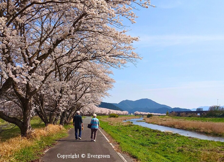 加古川堤防の桜-04