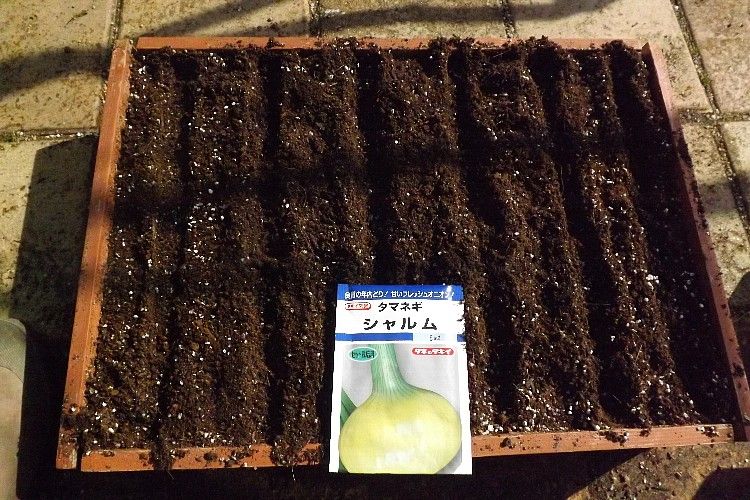 タマネギ シャルム が発芽 毎日が日曜 晴耕雨読な日々 タマネギ シャルム が発芽 毎日が日曜 晴耕雨読な日々