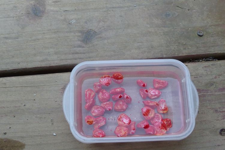 スイートコーン 第2弾は直播 毎日が日曜 晴耕雨読な日々