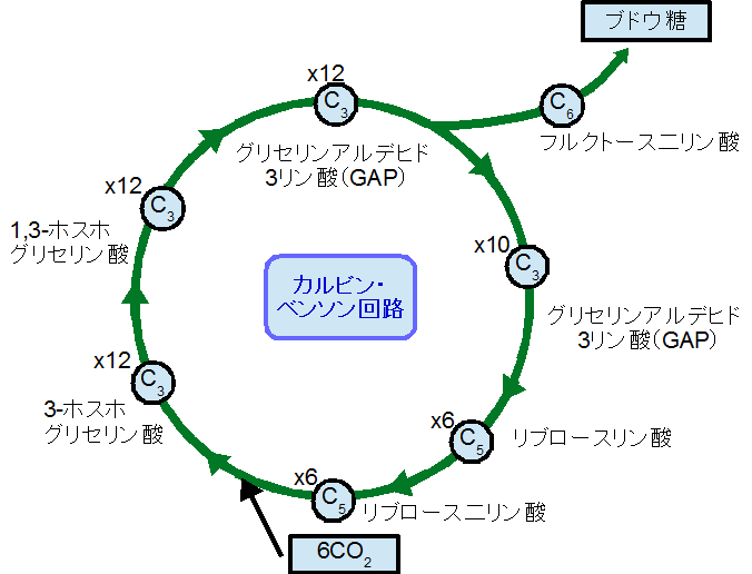 ADPホスホグリセリン酸ホスファターゼ