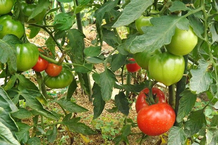 トマトの収穫続き 大玉 ミニと裂果の原因について 毎日が日曜 晴耕雨読な日々