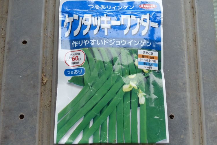 インゲンマメ播種から定植まで その１ 毎日が日曜 晴耕雨読な日々