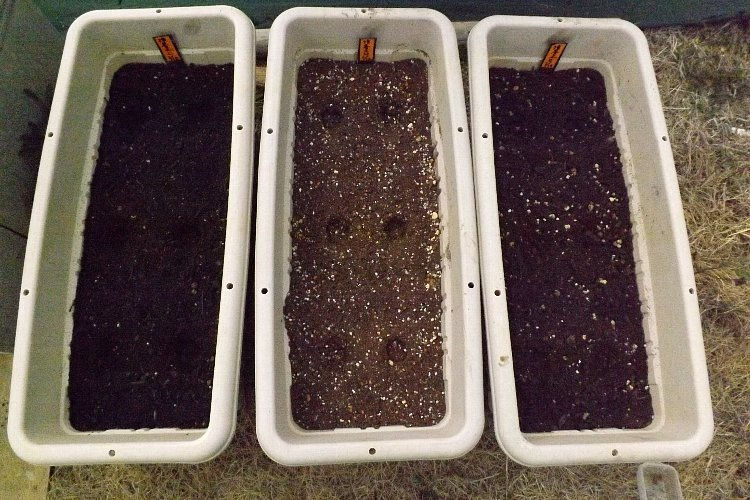 ホウレンソウの播種 市販培養土は値段なりか 毎日が日曜 晴耕雨読な日々