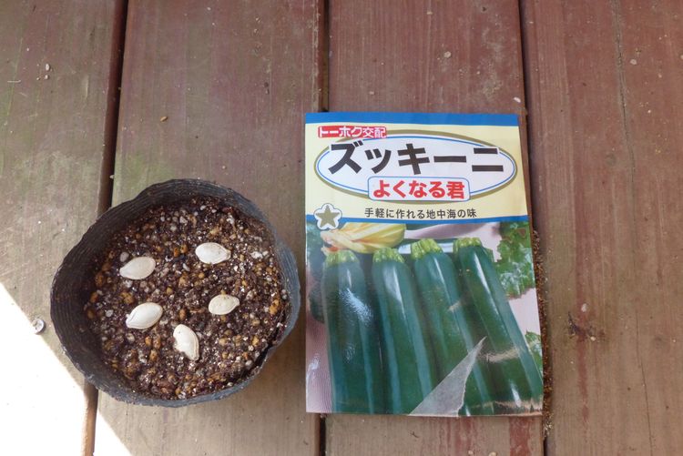 ズッキーニの播種から鉢上げ 毎日が日曜 晴耕雨読な日々