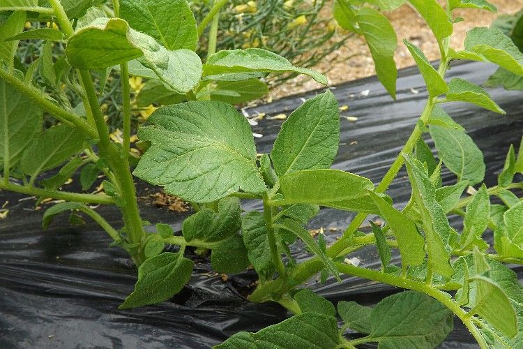 ジャガイモの芽かき 芽かきは必要 毎日が日曜 晴耕雨読な日々