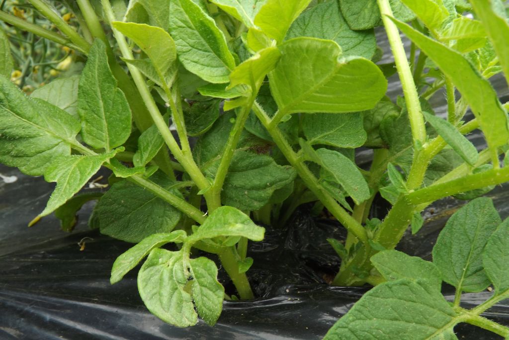 ジャガイモの芽かき 芽かきは必要 毎日が日曜 晴耕雨読な日々