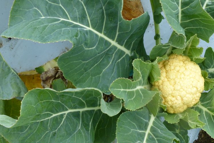 カリフラワー4か月経ったら超巨大 でも食べられます 毎日が日曜 晴耕雨読な日々 カリフラワー4か月経ったら超巨大 でも食べられます 毎日が日曜 晴耕雨読な日々