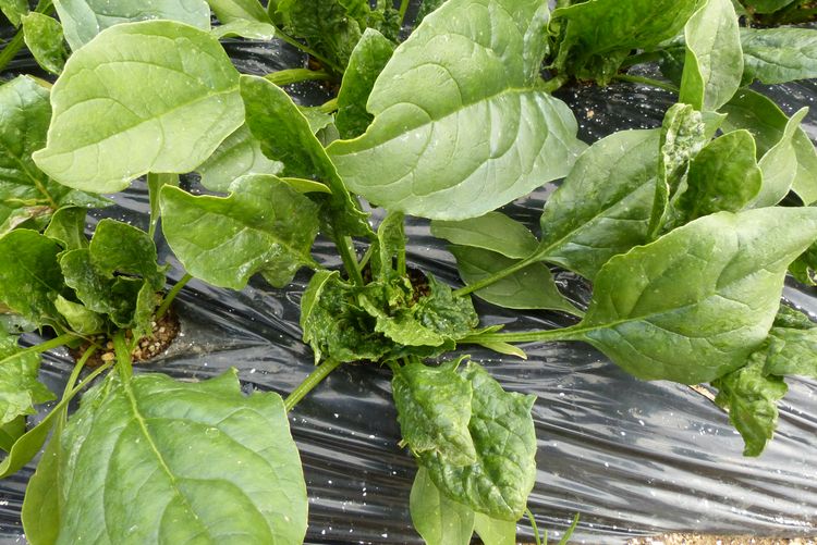 ホウレン草 これは病気か 毎日が日曜 晴耕雨読な日々 ホウレン草 これは病気か 毎日が日曜 晴耕雨読な日々
