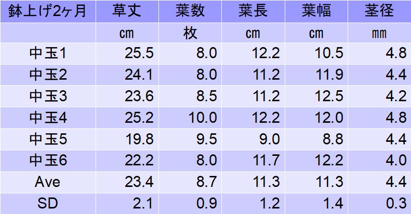 トマトの定植 中玉レッドオーレ編 少し徒長気味 毎日が日曜 晴耕雨読な日々