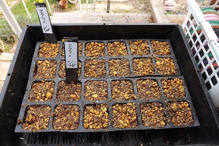 エダマメ播種から定植 挿し芽で増殖 毎日が日曜 晴耕雨読な日々 エダマメ播種から定植 挿し芽で増殖 毎日が日曜 晴耕雨読な日々