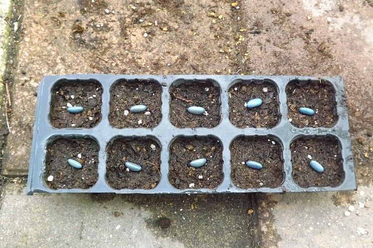 インゲンの播種から定植 毎日が日曜 晴耕雨読な日々