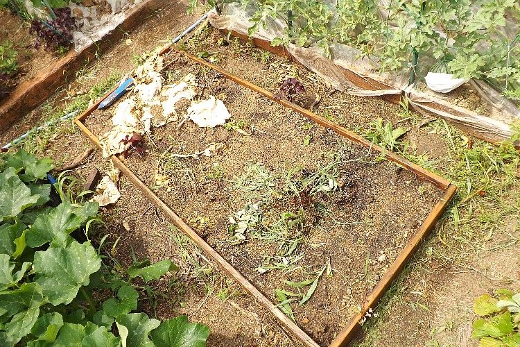 土壌消毒 低濃度エタノール消毒 毎日が日曜 晴耕雨読な日々 土壌消毒 低濃度エタノール消毒 毎日が日曜 晴耕雨読な日々