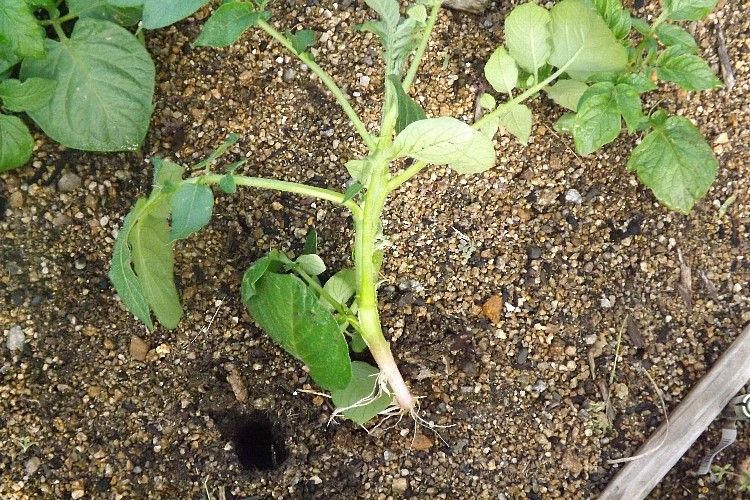 ジャガイモの芽欠きと欠いた芽の挿し芽 毎日が日曜 晴耕雨読な日々