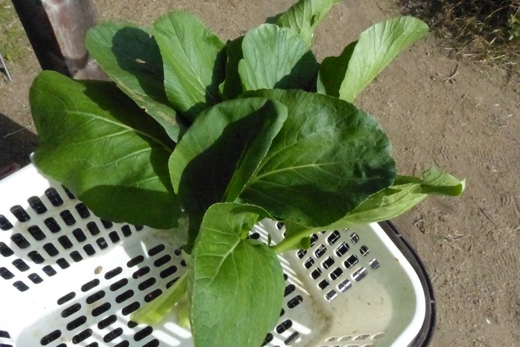 チンゲン菜とベンリ菜収穫 毎日が日曜 晴耕雨読な日々 チンゲン菜とベンリ菜収穫 毎日が日曜 晴耕雨読な日々