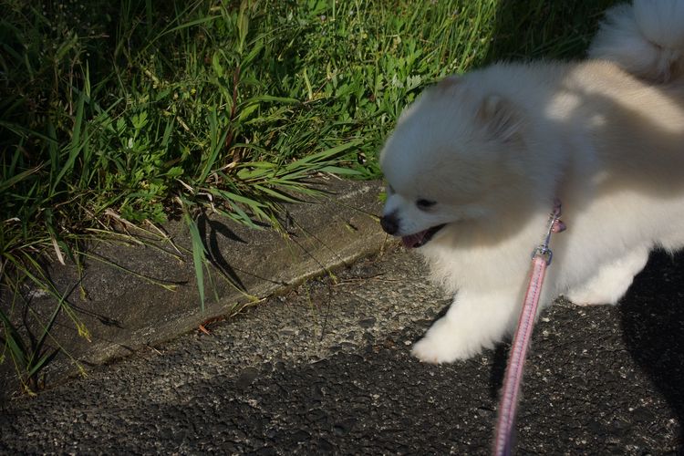 保護犬あさひの日々 よく歩きよく眠るあさひ 毎日が日曜 晴耕雨読な日々 保護犬あさひの日々 よく歩きよく眠るあさひ 毎日が日曜 晴耕雨読な日々