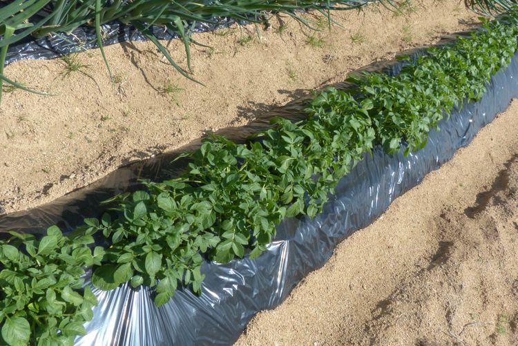 ジャガイモの栽培 芽欠きと欠いた芽の利用 毎日が日曜 晴耕雨読な日々