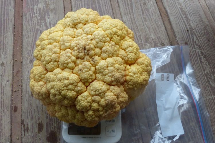 カリフラワー4か月経ったら超巨大 でも食べられます 毎日が日曜 晴耕雨読な日々 カリフラワー4か月経ったら超巨大 でも食べられます 毎日が日曜 晴耕雨読な日々