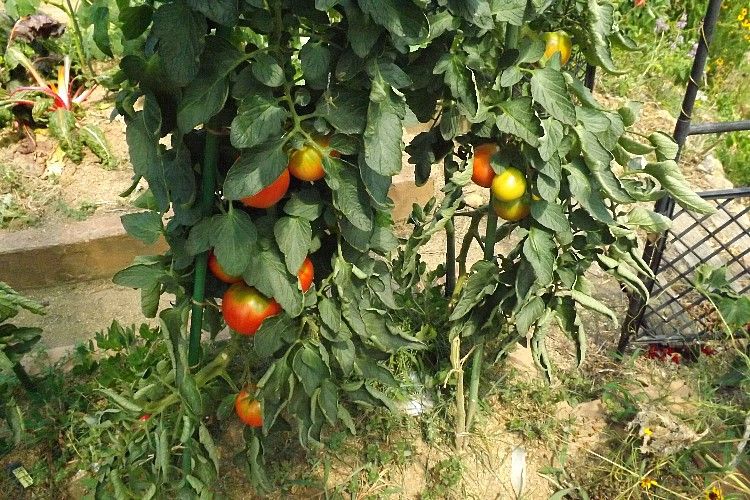 トマトの収穫 各種トマトの味比較 毎日が日曜 晴耕雨読な日々