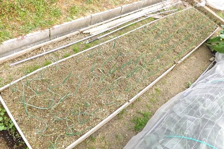 タマネギ 従来の栽培法とマルチ栽培の比較 毎日が日曜 晴耕雨読な日々 タマネギ 従来の栽培法とマルチ栽培の比較 毎日が日曜 晴耕雨読な日々
