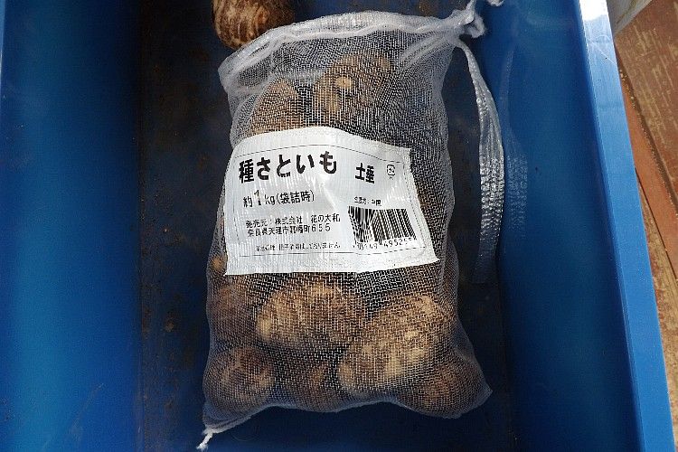 サトイモの芽出しと植付け 毎日が日曜 晴耕雨読な日々