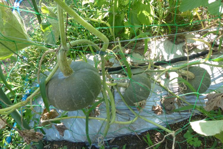 カボチャ ブラックのジョー収穫 毎日が日曜 晴耕雨読な日々