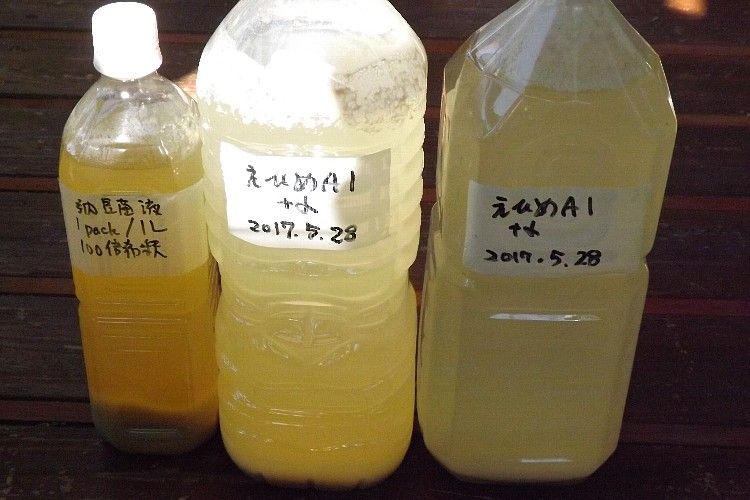 キュウリの収穫とえひめaiの散布 毎日が日曜 晴耕雨読な日々