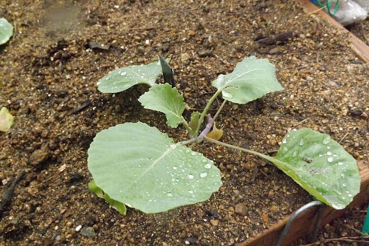 植付けの深さは浅植え 深植え キャベツの場合 毎日が日曜 晴耕雨読な日々