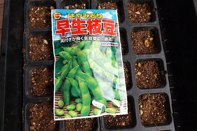 エダマメ播種から定植 挿し芽で増殖 毎日が日曜 晴耕雨読な日々