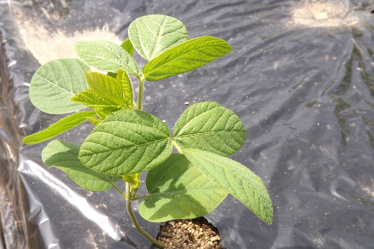 ピーマンの定植 生育の特徴 毎日が日曜 晴耕雨読な日々