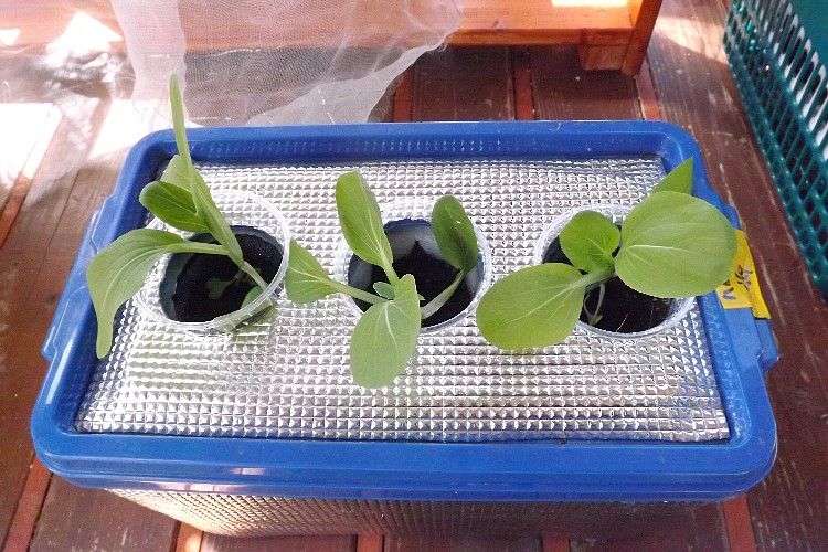 チンゲン菜の水耕栽培 養液の違いによる生育への影響 その2 つづき 毎日が日曜 晴耕雨読な日々