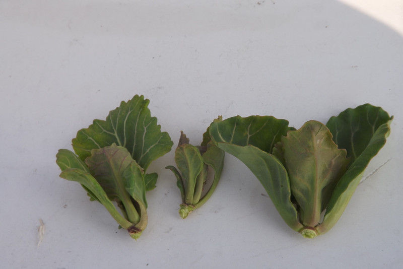 キャベツの脇芽 毎日が日曜 晴耕雨読な日々