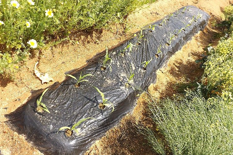 トウモロコシの追肥と倒伏防止 毎日が日曜 晴耕雨読な日々