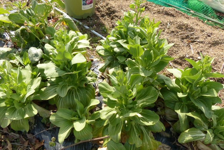 菜園雑感 少し春の雰囲気が 毎日が日曜 晴耕雨読な日々