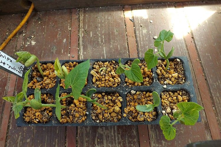 インゲンマメの播種から定植まで その1 毎日が日曜 晴耕雨読な日々