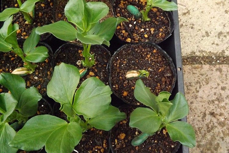 ソラマメの定植 毎日が日曜 晴耕雨読な日々 ソラマメの定植 毎日が日曜 晴耕雨読な日々