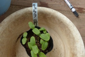 photo3-254