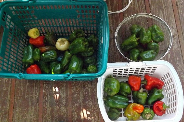 夏野菜もいよいよ終了 ピーマン編 毎日が日曜 晴耕雨読な日々