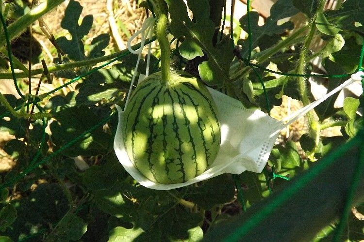 小玉スイカの空中栽培 毎日が日曜 晴耕雨読な日々