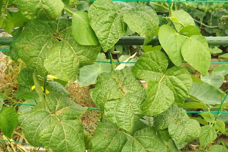 夏野菜の収穫進む トマト キュウリ インゲン ふだん草など 毎日が日曜 晴耕雨読な日々