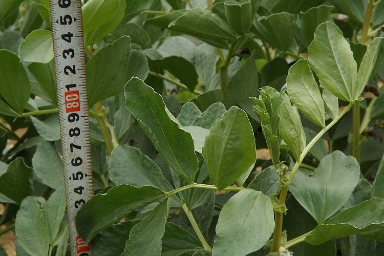 ソラマメの摘芯とスナップエンドウの収穫 毎日が日曜 晴耕雨読な日々