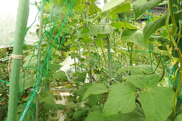 インゲンの収穫 キウイ5年目でやっと実が成る 毎日が日曜 晴耕雨読な日々