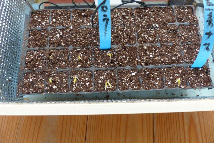 ナス発芽 ピーマン播種 毎日が日曜 晴耕雨読な日々