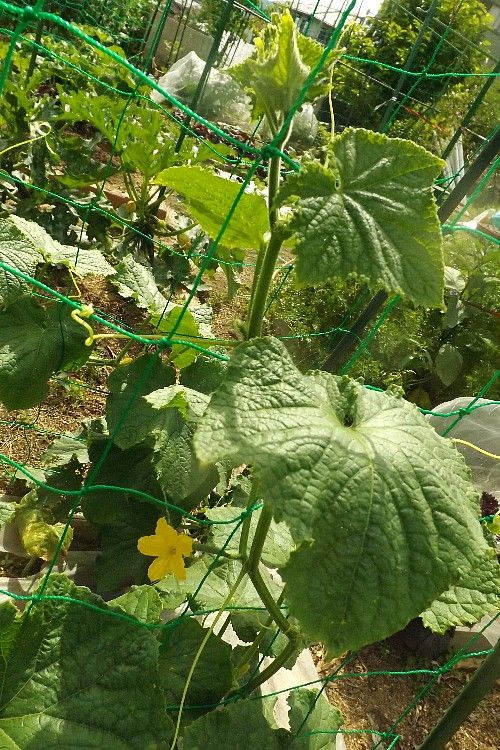 キュウリ定植1ヶ月以降 追肥のタイミング 毎日が日曜 晴耕雨読な日々