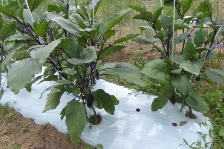 ナスの栽培 誘引 収獲 毎日が日曜 晴耕雨読な日々