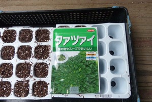 ターサイ　苗　15株　① 70471bc9-s.jpg