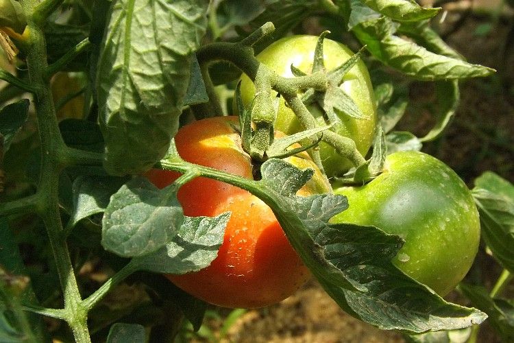 トマト 中玉 の収穫と葉序 中には変なのもありますね 毎日が日曜 晴耕雨読な日々