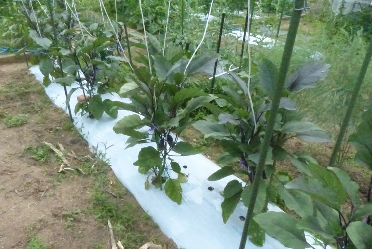 ナスの栽培 誘引 収獲 毎日が日曜 晴耕雨読な日々