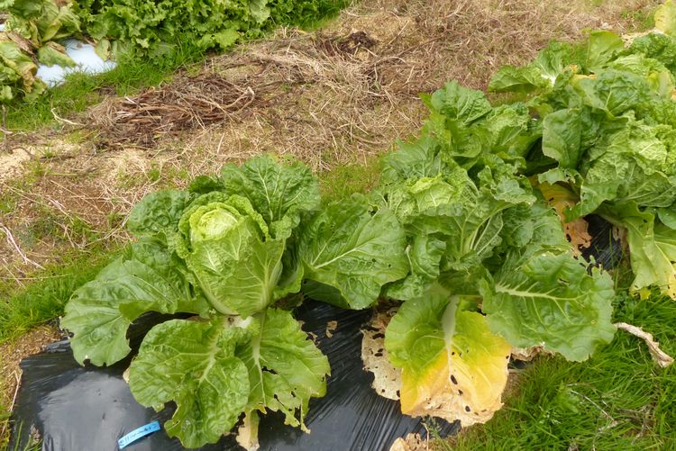 白菜の収穫 ミニと60日型 毎日が日曜 晴耕雨読な日々