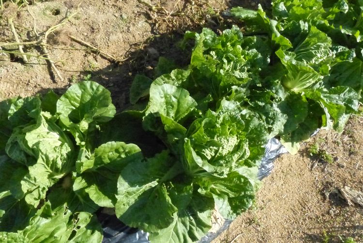 ミニ白菜の収穫 毎日が日曜 晴耕雨読な日々